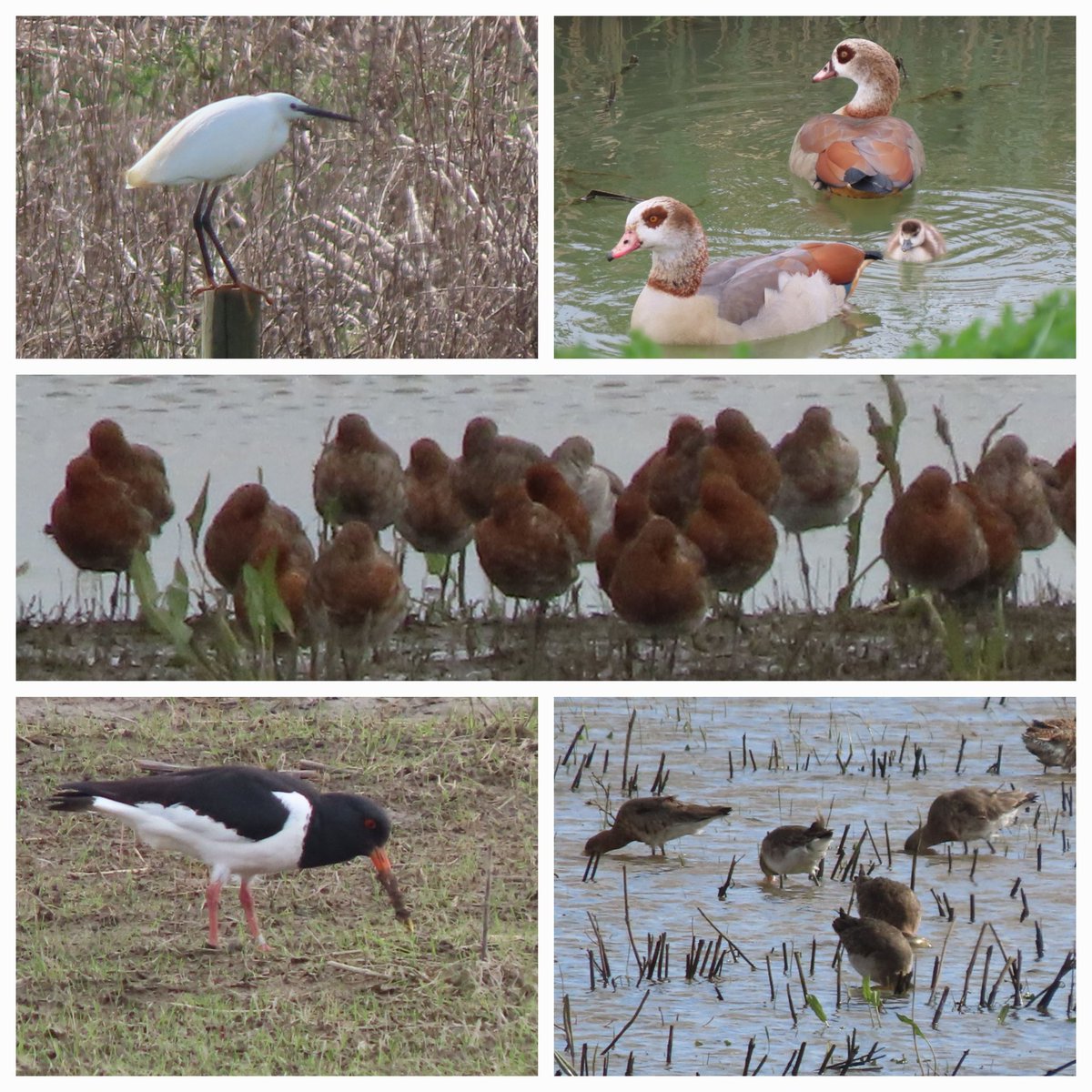 Lovely variety of birds seen along the Washes walking from Earith this morning: sole Egytian Goose gosling is our first chick of the year. Large group of godwits again - first resting then feeding on our return. @CambsBirdClub