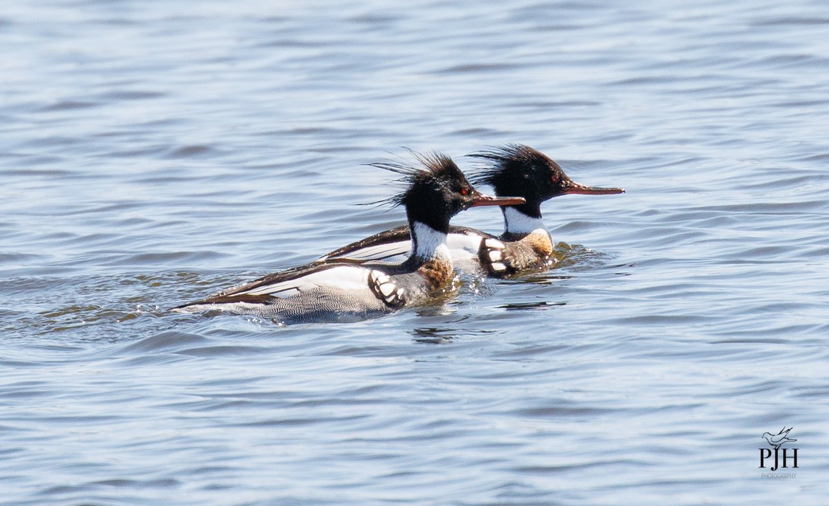 heneghanp's tweet photo. Red-breasted Mergansers are back on the Fox River for spring migration. These diving ducks are known for their flashy crests and expert fishing skills. #FoxRiver #SpringMigration #Birding https://t.co/Fo9mC2b5yg