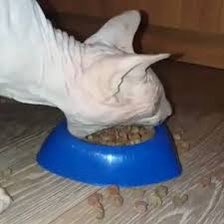 Crunchycat (Parody Account) tweet media