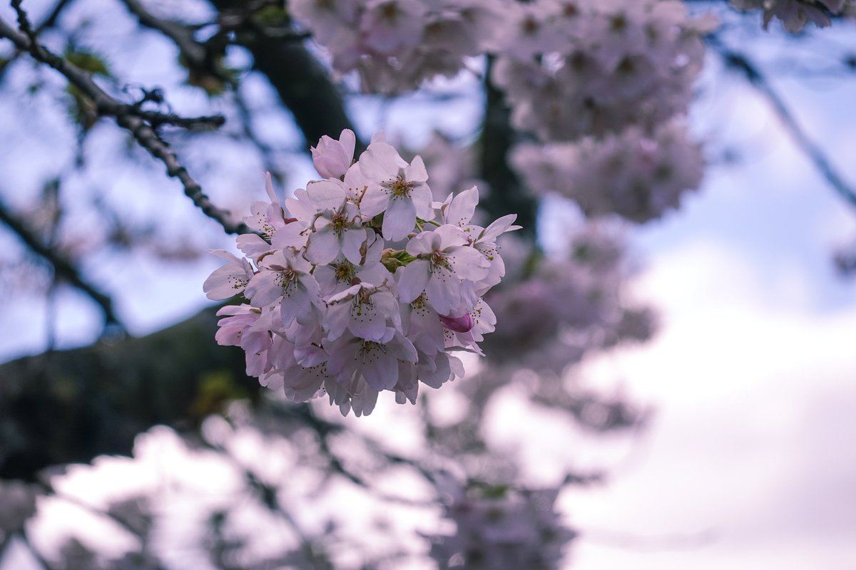 The beautiful #sakura #cherryblossom at #rbgedinburgh #spring2024 #edinphoto #EDINBURGH