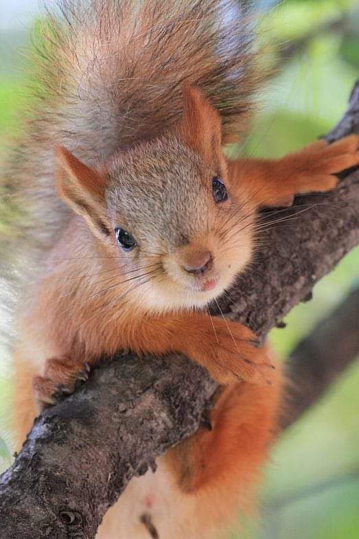 So cute  🥰
.
.
#squirrel #squirrellove 
#bestphotochallenge
#BestPhotographyChallengeio
#picturechallenge
#photo
#elephant
#challenge
#photographychallenge
#mickeygaurav
#picture
#picoftheday
#photographer
#photoshoot
#photochallenge
#PhotoEditingChallenge
#challengechallengeto