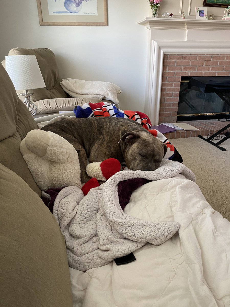 mollythepitty's tweet photo. imb snoozin at nana house https://t.co/062bJHsKCx