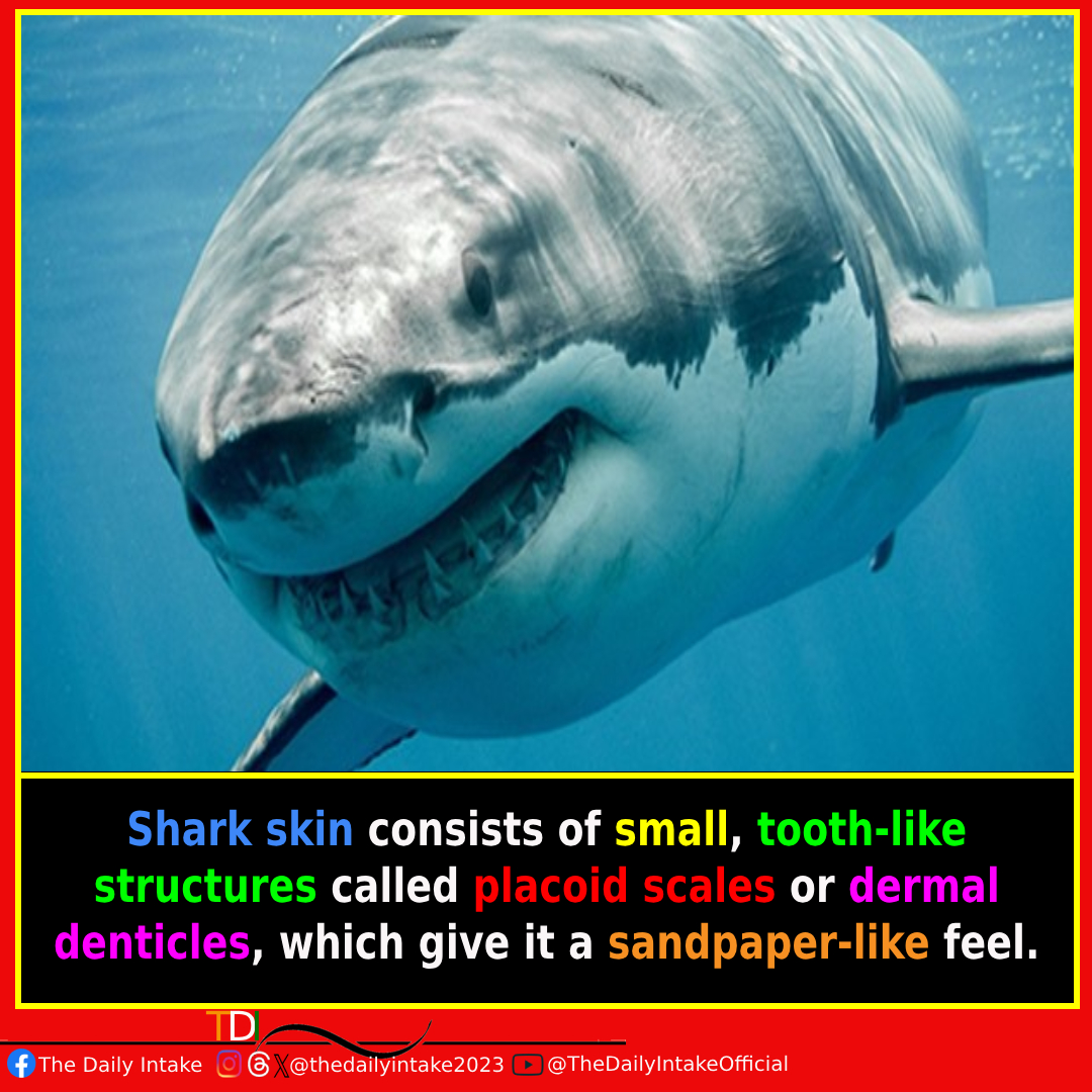 Did you know? Shark skin isn't just smooth – it's covered in tiny tooth-like scales, giving it a unique sandpaper feel! 🦈✨ #DidYouKnow #SharkFacts #TextureTrivia #SharkSkin #OceanLife #NatureLovers #TheDailyIntake