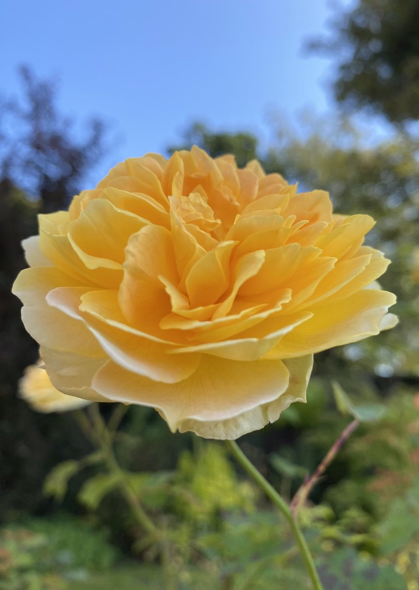 A bit of super #SundayYellow #RoseADay 💛🌼 #GardeningX #Roses #GardeningTwitter