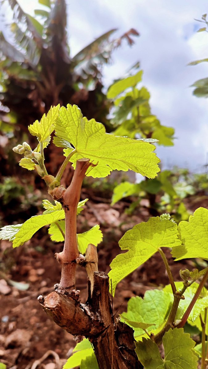 🌧️🌱 “La brotación anuncia la próxima cosecha” 🍇🍷 . . . #SantaÚrsula #Acentejo #Tenerife #viticulturaheroica #TenerifeRural #viticulturatradicional #vitivinicola #vinosdetenerife #sectorprimariotenerife #agricultura