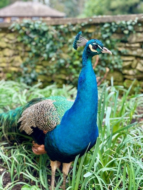 Beautiful Percy 🦚 #peacock #NationalTrust #NTNewarkPark