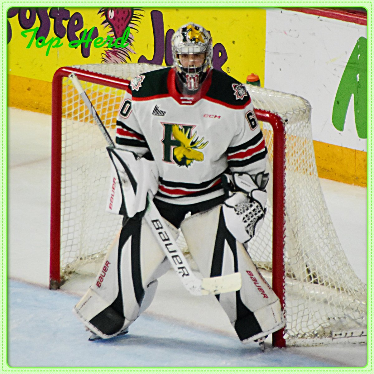 MC_MooseCountry's tweet photo. The @MC_MooseCountry Top Herd for Feb. 28, with a 29 save victory, is Mathis Rousseau #topherd #Halifax #Mooseheads
Photo - AMH Photography https://t.co/cYDKuZoXTr