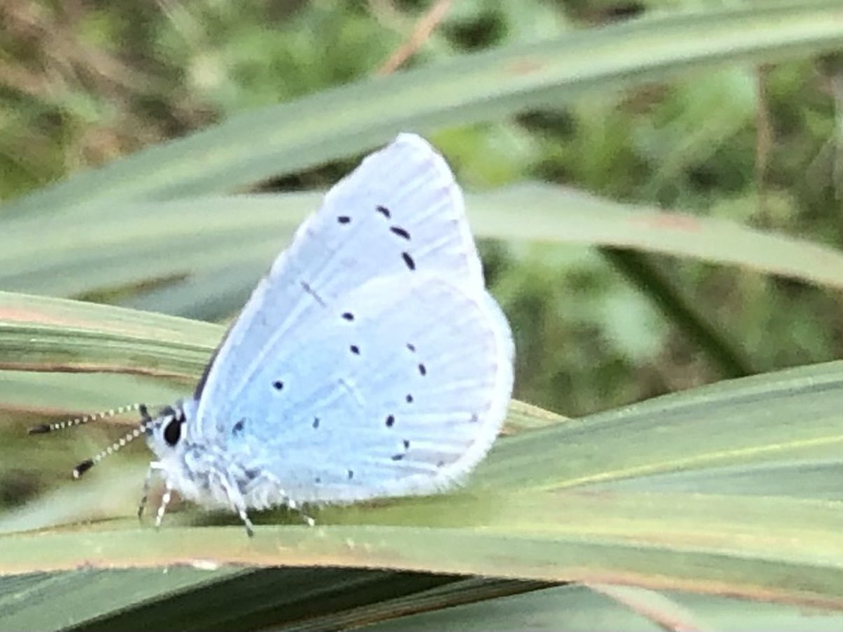 What species of blue butterfly is this? I assumed common, but now I’m not so sure. butterfly-conservation.org/butterflies/co… Whatever - feels very early for it to be out @savebutterflies