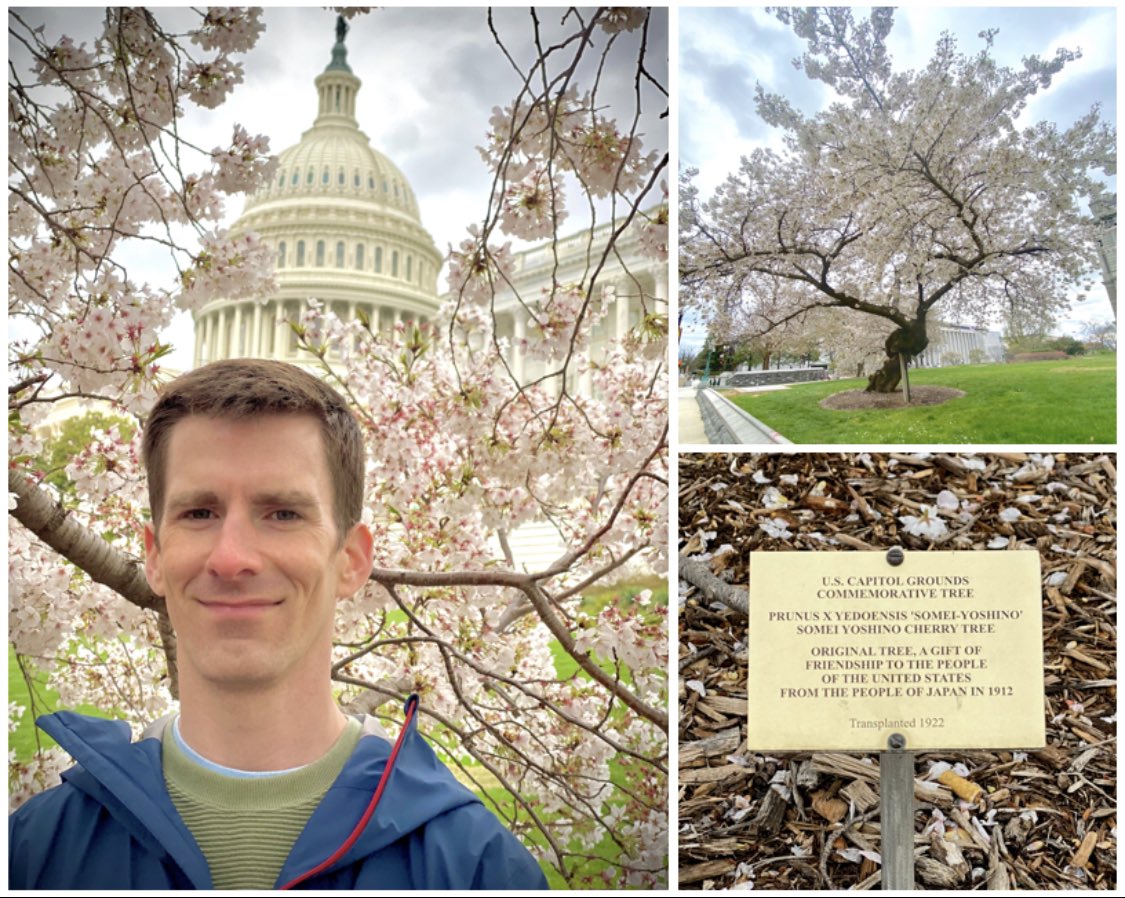 Last week reached #PeakBloom in DC! Here @LibraryCongress are two of ~10 remaining original Yoshino Cherry Trees gifted by Japan to USA in 1912 🌸