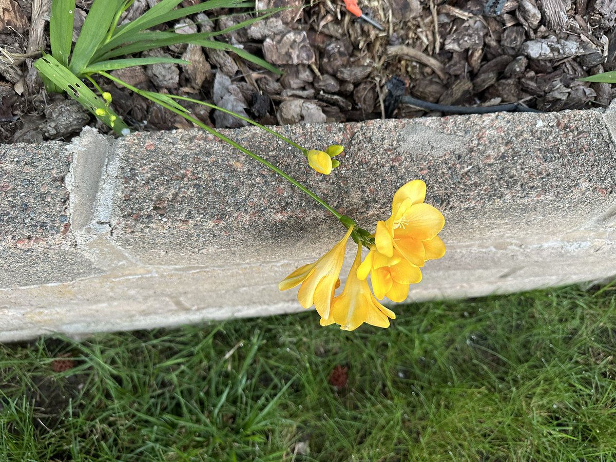 ShandaTiff1980's tweet photo. Flowers blooming  everywhere. https://t.co/oKYlpDISFZ