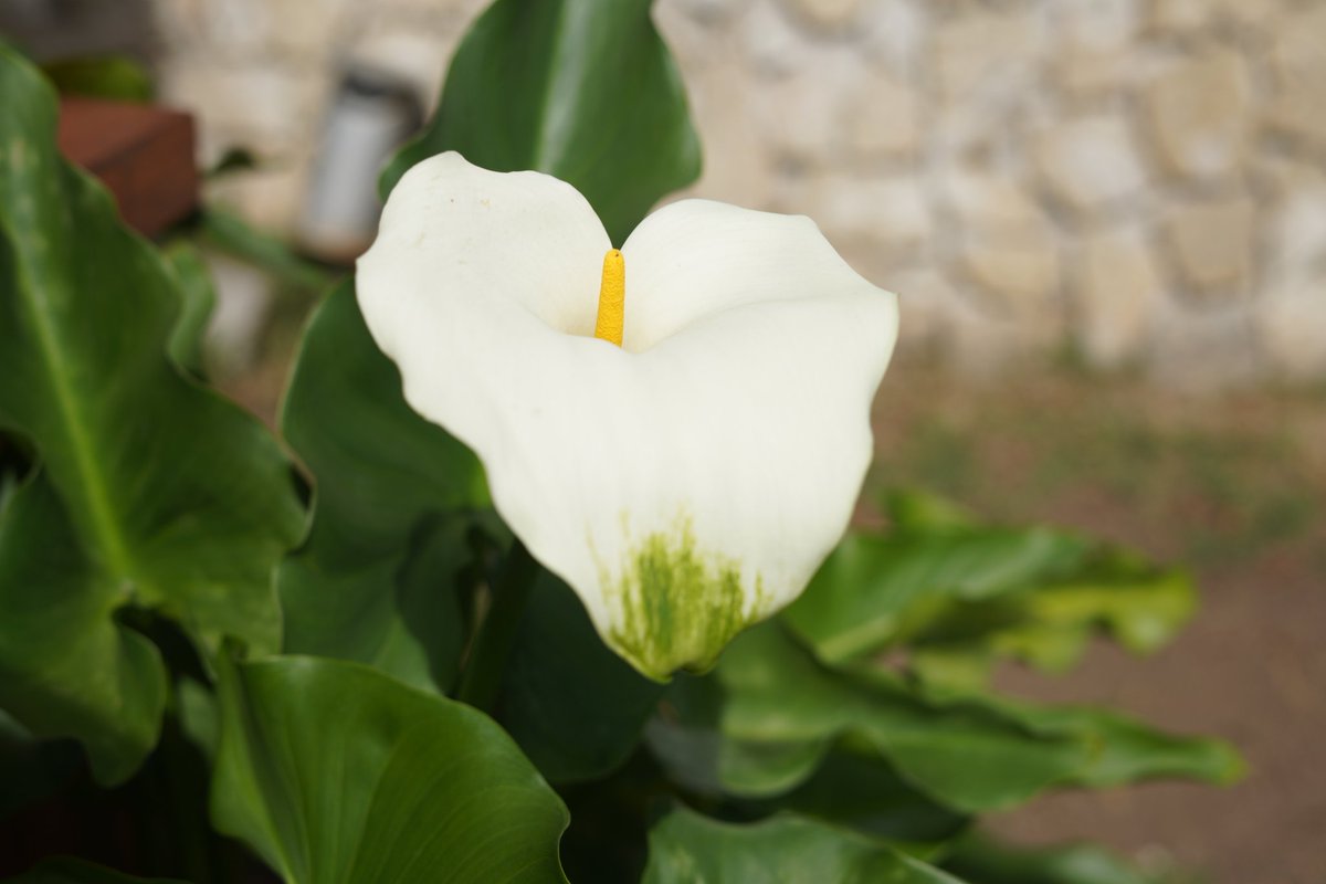 Cada rincón de nuestra tierra es un testimonio de la majestuosidad de la naturaleza y la riqueza de nuestra cultura. ¡Flores de mi Panamá, orgullo eterno!

📍 Finca Hermanos Lara
<a href="/VolcanEcotours/">VOLCAN Ecotours</a>
#TodosSomosPanamá