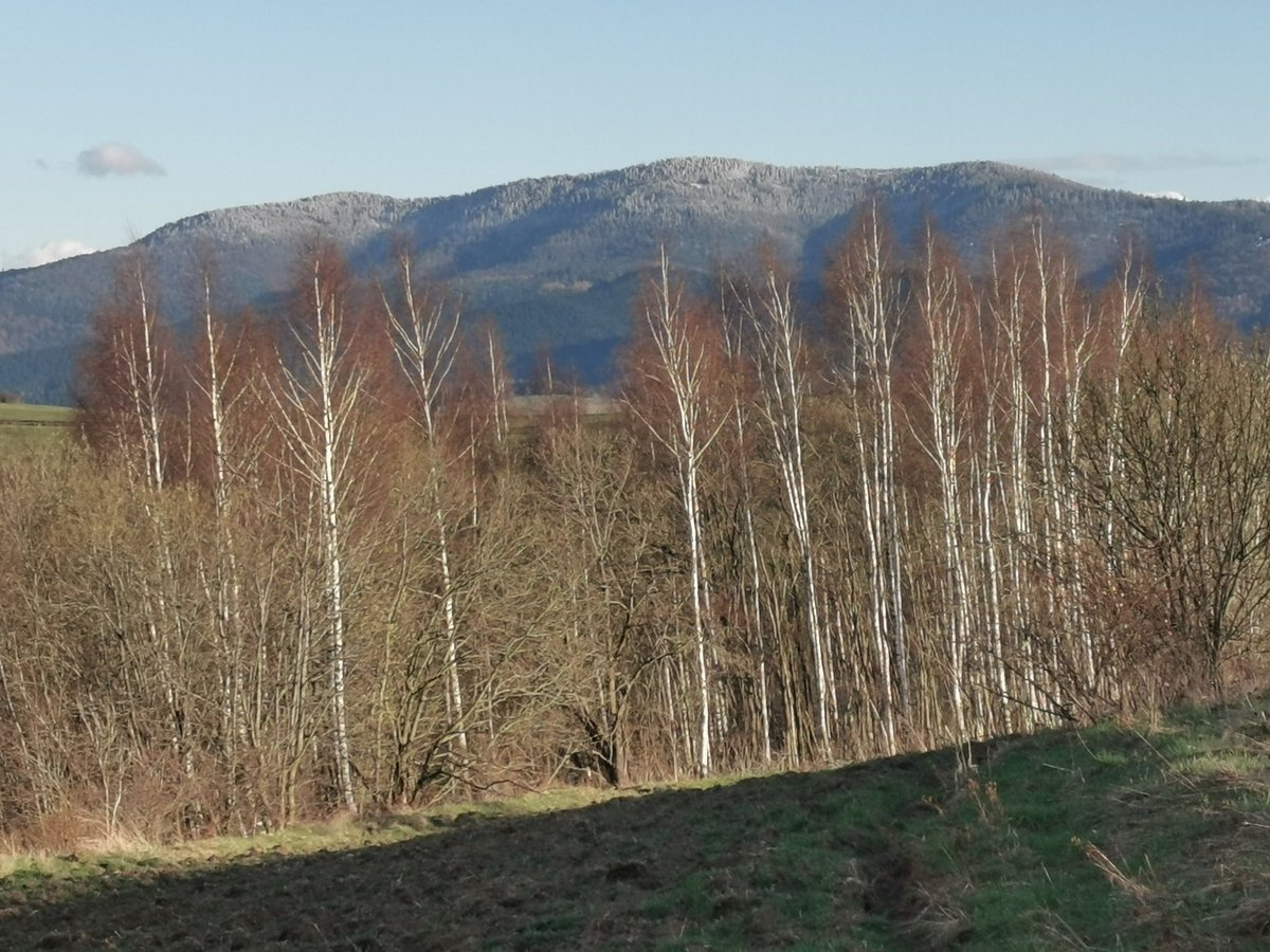 GorBurzan's tweet image. To nie jest biały, niewinny obłoczek, to worek ze śniegiem ❄️❄️❄️
Na pierwszym już gdzieś w sadecki pognał. 
Na ostatnim świeżo obsypany #Gorc
#Gorce #Poland