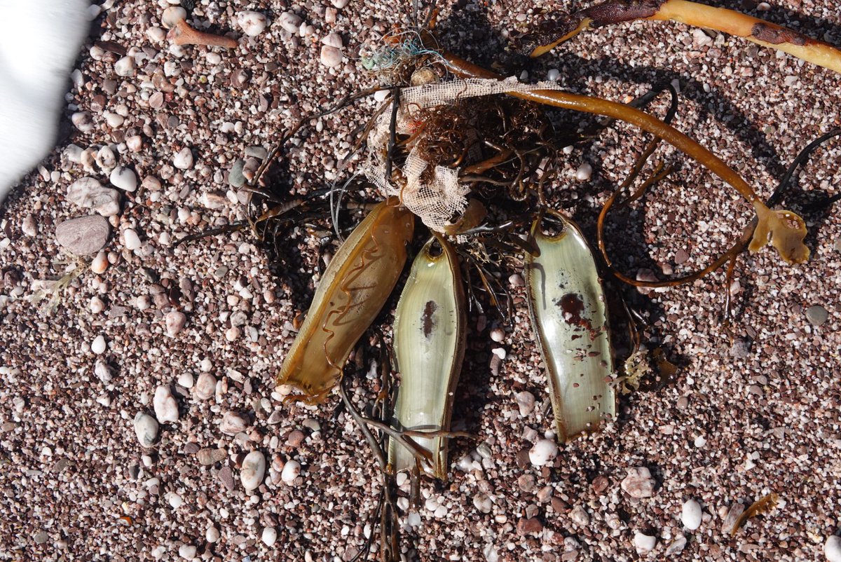 An empty maternity ward. Catshark egg cases at Newfoundland Cove, Kingswear, Devon.