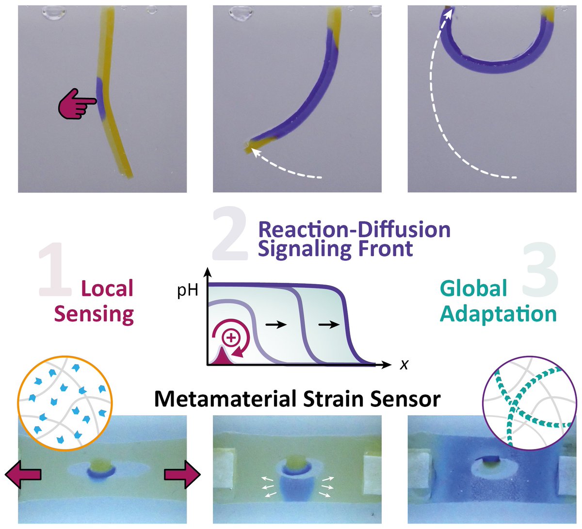 Andreas Walther🇪🇺🇺🇦 (@waltherlab) on Twitter photo New Preprint online: "Mechano-Adaptive Meta-Gels Through Synergistic Chemical and Physical Information-Processing" This is our most advanced system-level integration of the Sense-Process-Act concept for materials. Fantastic work <a href="/BrigittaDuzs/">Brigitta Dúzs</a> <a href="/skarsetz/">Oliver Skarsetz</a> chemrxiv.org/engage/chemrxi… New Preprint online: "Mechano-Adaptive Meta-Gels Through Synergistic Chemical and Physical Information-Processing" This is our most advanced system-level integration of the Sense-Process-Act concept for materials. Fantastic work <a href="/BrigittaDuzs/">Brigitta Dúzs</a> <a href="/skarsetz/">Oliver Skarsetz</a> chemrxiv.org/engage/chemrxi…