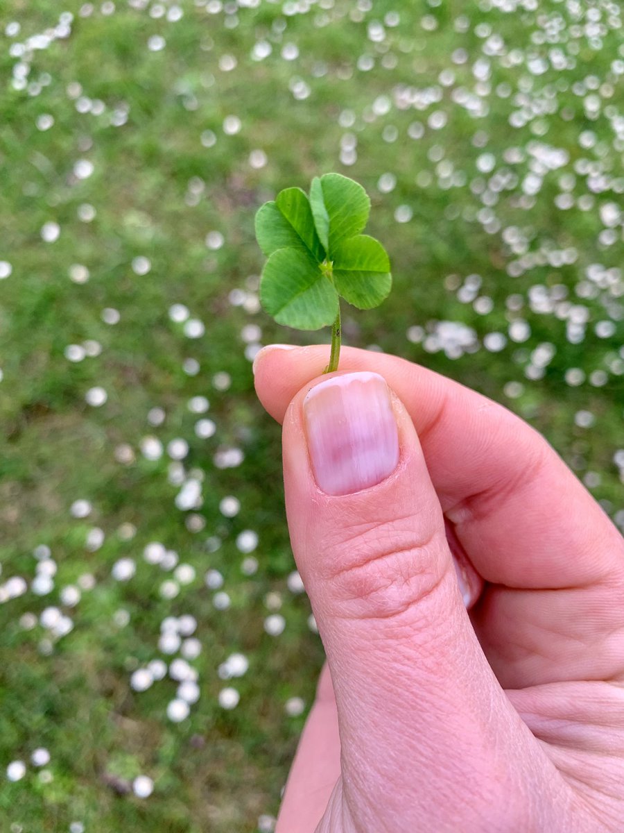 Happy Sunday! One more 4-leaf clover in my collection 🍀🍀🍀
#4leafclover #fourleafclover #CLOVER