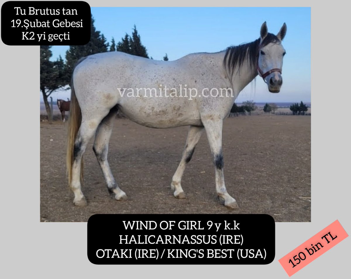 MetinMfg's tweet image. #TUBRUTUS TAN GEBE #HALICARNASSUS KIZI DAMIZLIK SON  K2 Yİ GEÇTİ varmitalip.com.tr/index.php?rout… #varmitalip #İdmanda #KoşanAtlar  #TercihliKısraklar #GebeKısraklar #ArapTaylar #İngilizTaylar #Yearling #ArabianHorses #Stallion #SatilikAtlar 05362458068 
@varmitalip @HaraDilsar