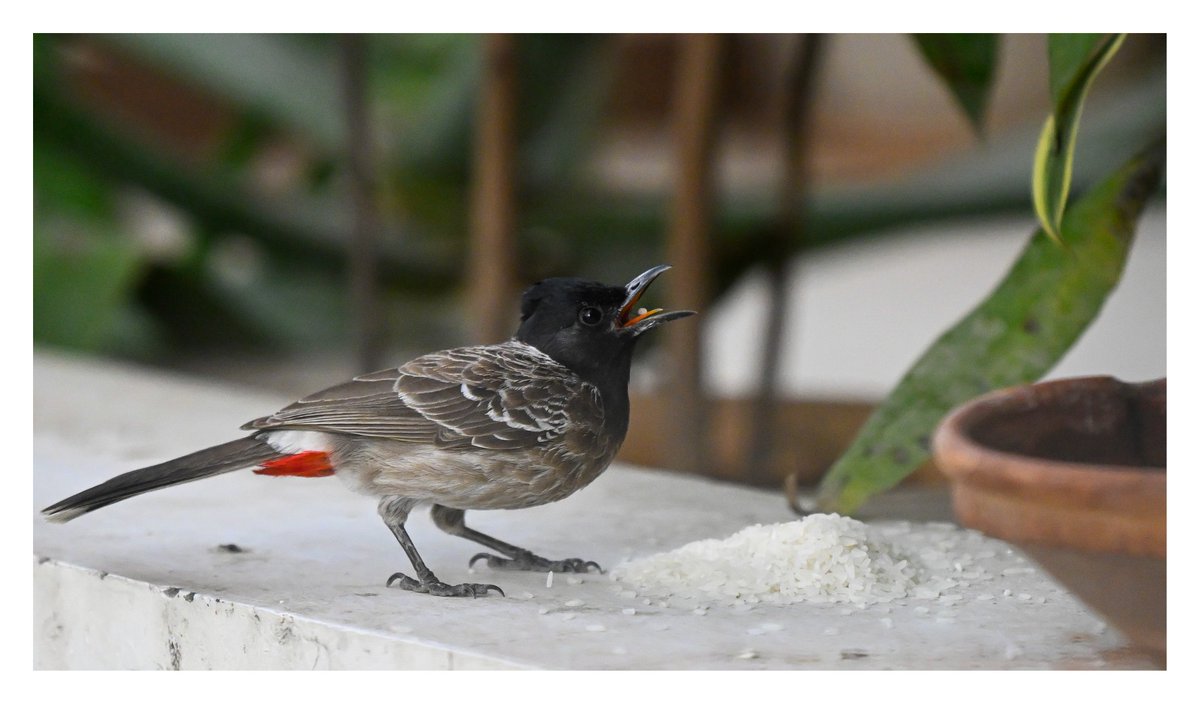 bleuwallz's tweet photo. This summer, if possible keep a bowl of water and some food for these little ones.

#nikonz8 #firmware2test #nikon #birds #Hyderabad https://t.co/8ocfdZZSyF