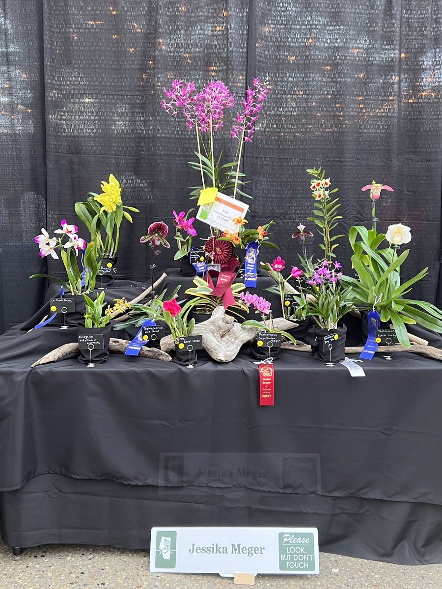 FoothillsOrchid's tweet photo. Some of the beautiful displays at the Orchid Fair in St. Albert this weekend hosted by the Orchid Society of Alberta.
#orchids #Edmonton https://t.co/iY55JYIJoi