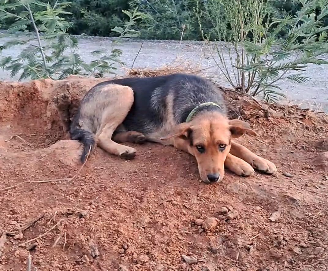 eltuitdemarsh's tweet photo. ¿La recuerdan? Espero que sí. Su "hermanita" fue adoptada, ella ha quedado muy triste y permanecerá en el bosque esperando una oportunidad. Si deseas adoptarla, comunícate al +56954452580. Favor RT!
#Concepción https://t.co/0y4i2don4z