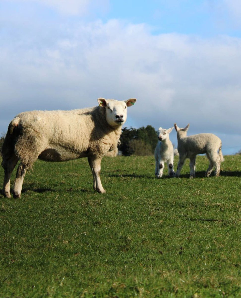 My oldest boy, Jack, spotted the sun this morning and just had to grab his camera and go for a little stroll around our neck of the woods.

freshfleeces.com/search?type=pr…*

#texels #texel #texelsheep #lambing2024 #springwalk #countryside #farminguk