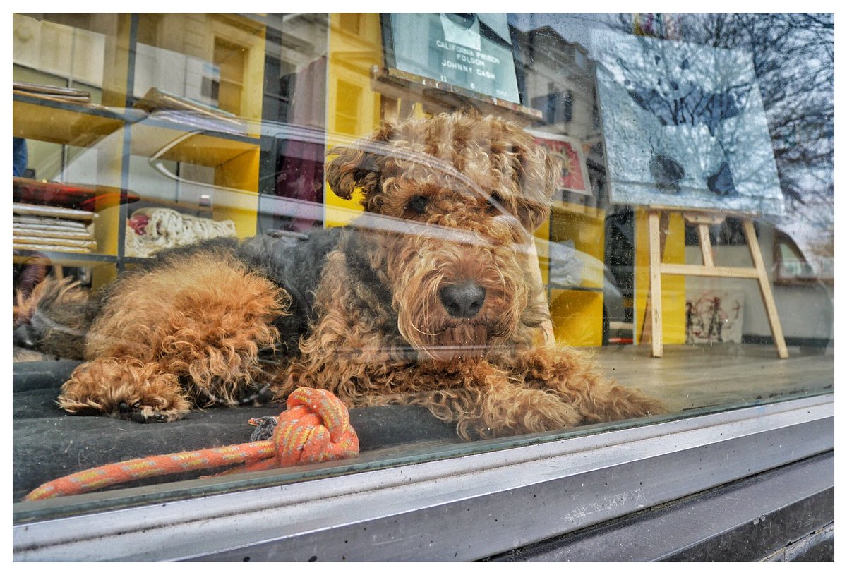 rekoobb's tweet image. Pooch \ definitely no Mut / window dressing #Pooch #Mut -
#Photography