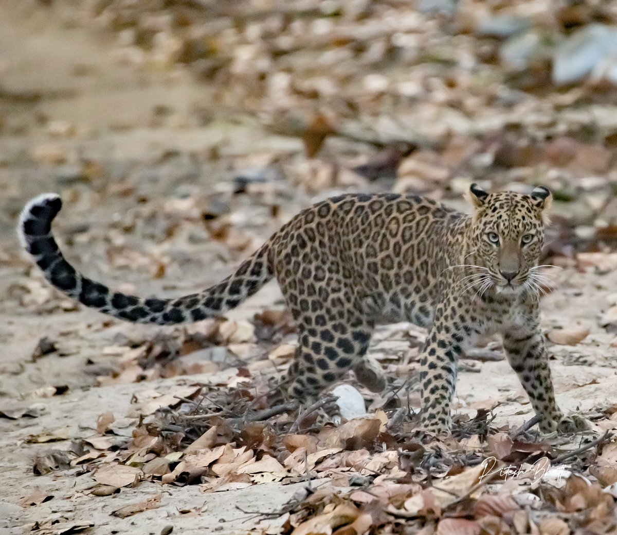 Ready to jump! 

#LeopardsofRajaji