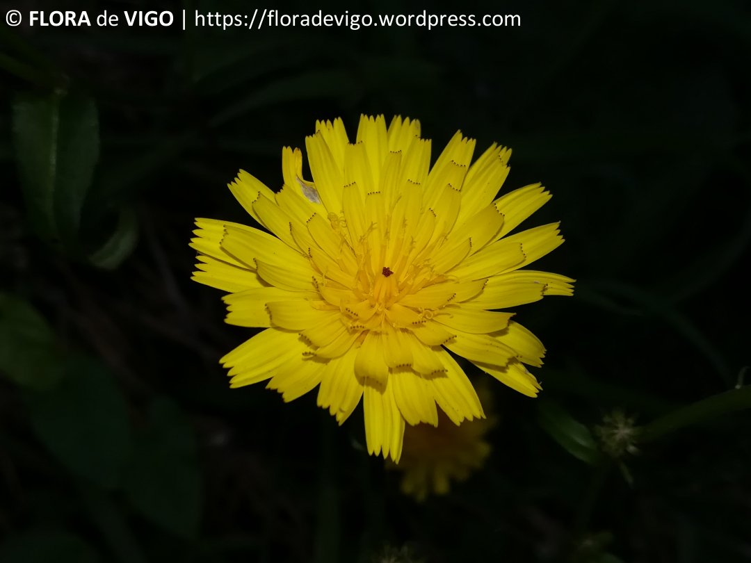 Picris hieracioides L. (#Asteraceae). ---- Breve ficha & [+] fotos👇👇👇 floradevigo.wordpress.com/2024/03/22/pic… ---- #plantas #flores #flora #hierbas #biodiversidad #naturaleza #medioambiente #divulgación #patrimonio #botánica #vasculares #Vigo #Galicia