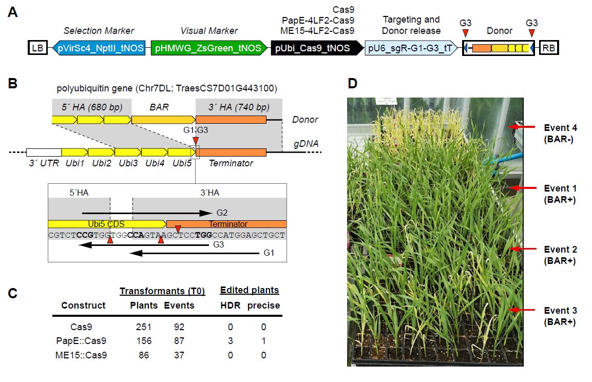 Efficient scar-free knock-ins of several kilobases in plants by engineered CRISPR/Cas endonucleases #resource #MolecularPlant cell.com/molecular-plan…