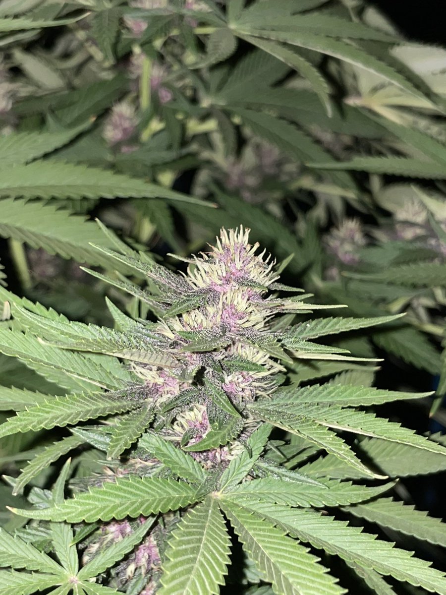 GodZilaz420's tweet photo. 🪻

#Bscannabis420

#กัญชา #กัญชาปราจีนบุรี #ปราจีนบุรี #บ้านสร้าง #บางกระเบา #ช่อดอกกัญชา #ดอกไม้  #คีฟ #og #organic #weed #kief #KD #syrup #Cannabis #greencrack #midgrade #topshelf #exotic #กัญชาไทย #KDKT #KDBT #Godfather https://t.co/yrFPpnzuMr