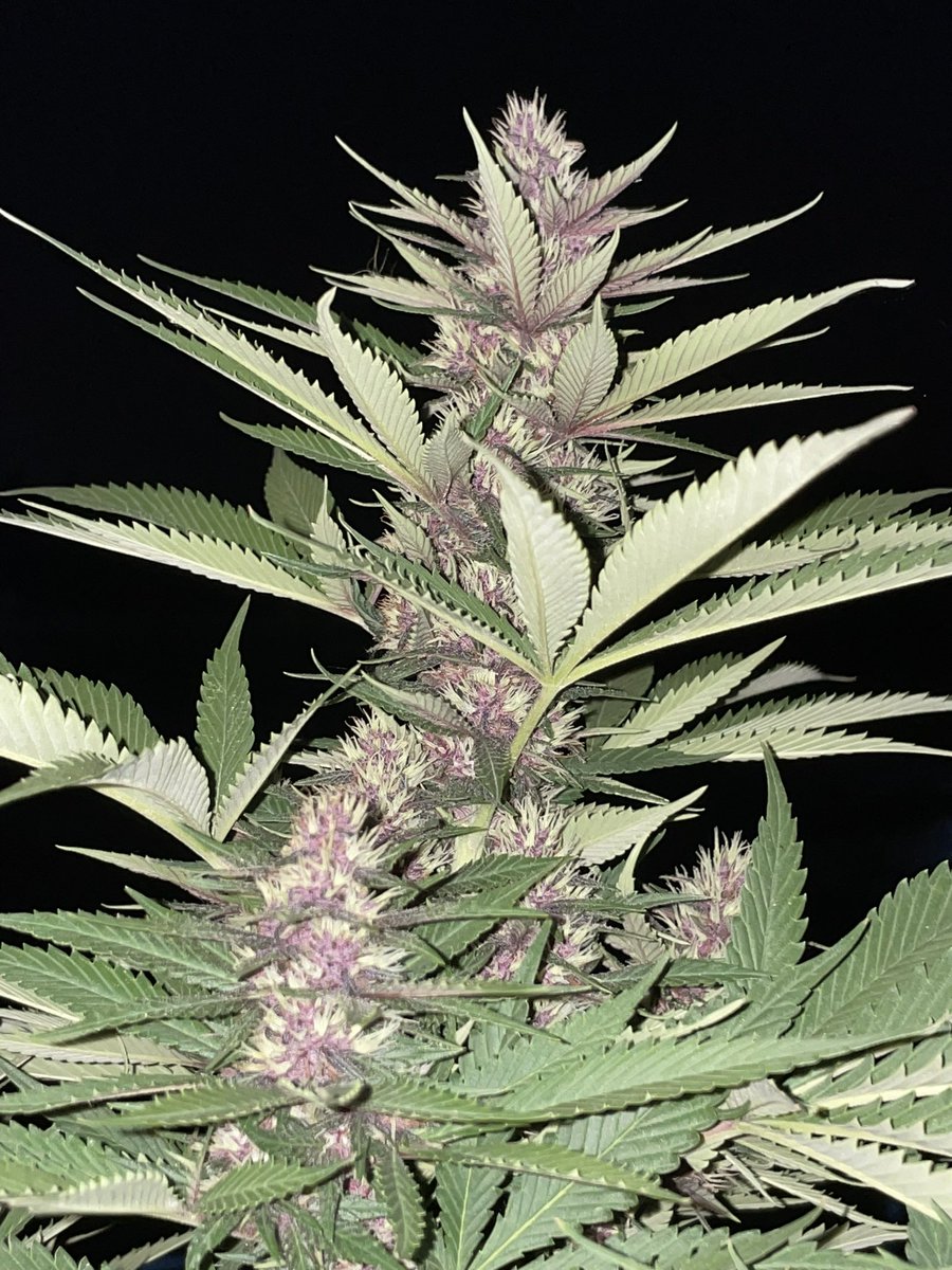 GodZilaz420's tweet photo. 🪻

#Bscannabis420

#กัญชา #กัญชาปราจีนบุรี #ปราจีนบุรี #บ้านสร้าง #บางกระเบา #ช่อดอกกัญชา #ดอกไม้  #คีฟ #og #organic #weed #kief #KD #syrup #Cannabis #greencrack #midgrade #topshelf #exotic #กัญชาไทย #KDKT #KDBT #Godfather https://t.co/yrFPpnzuMr