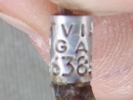 Hot on the heels of the Italian ringed Siskin at Bourne Wood a few days ago, was this LATVIAN-ringed Siskin today.