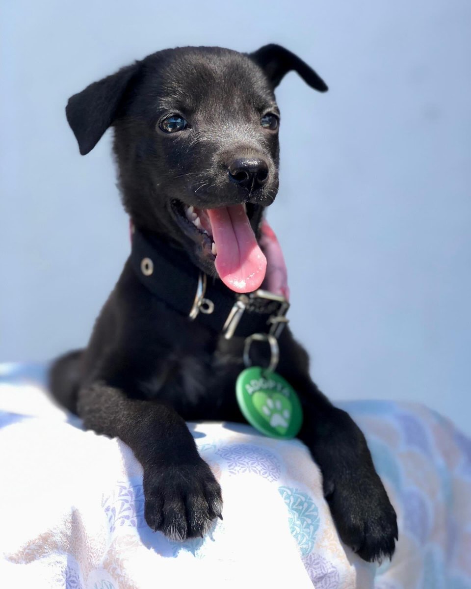 Amelia busca una familia. Hembra de 2 meses con las vacunas, desparasitaciones y pipetas al día. Convive con perros y gatos. Tamaño a futuro mediana a grande. 
Está en Zarate pero se traslada dentro de bs as. 

Contacto: wa.me/5493487314139