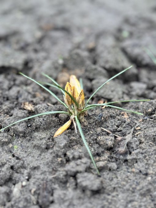 Крокуси розцвіли у городі ☺️ https://t.co/rtTkceR2Pu