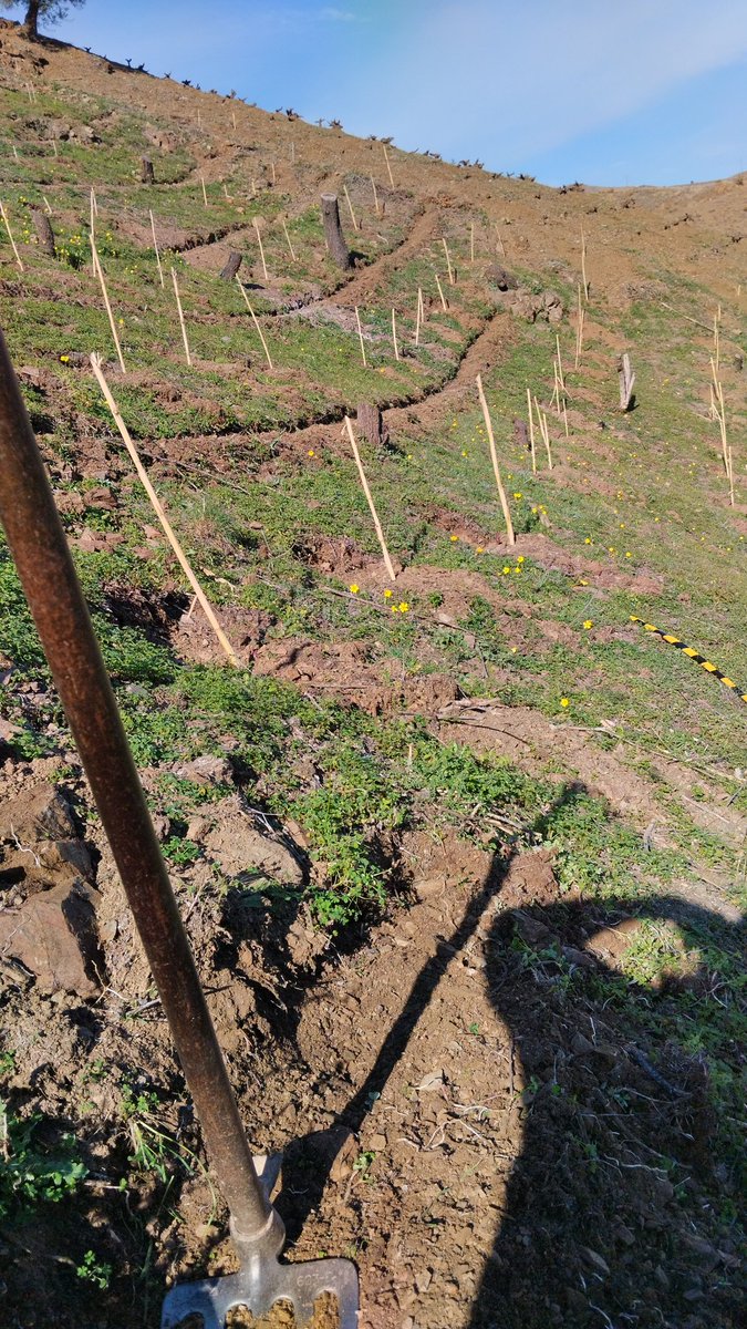 Plantación nueva de Vid en la axarquia #viticulturaheroica