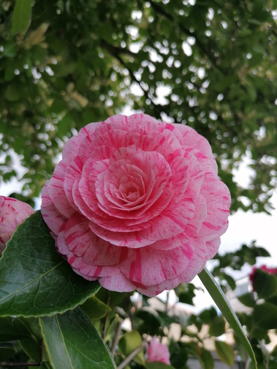 ReziaWahidWeave's tweet photo. My garden, my #laureltree and my children's handmade flowers gifted to me 💞 grateful #FlowerReport https://t.co/ArI1tGzypF