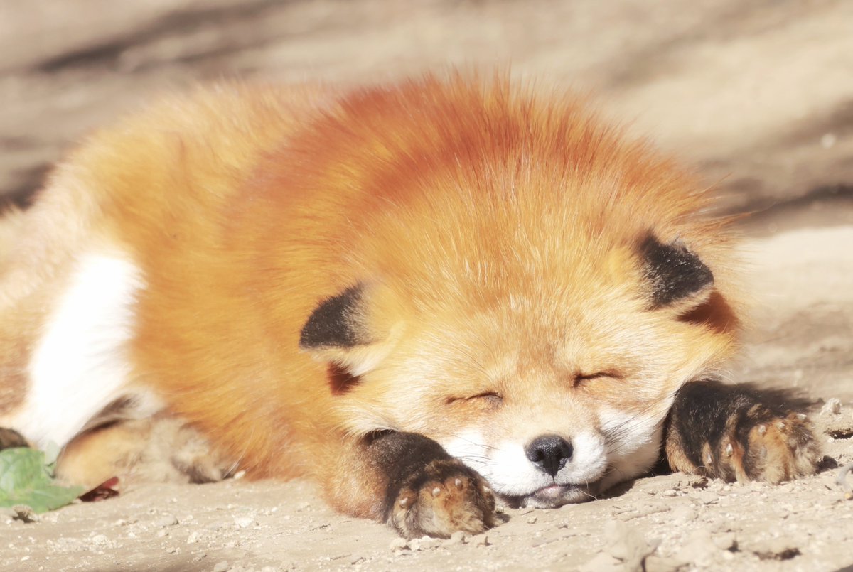 あったかそうにしてきた