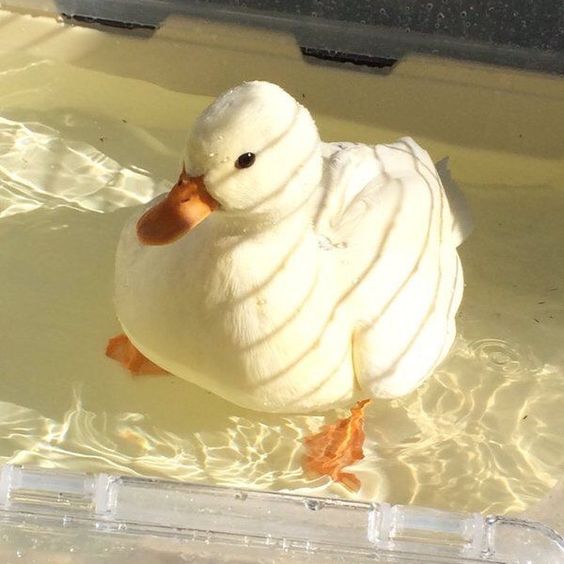 Ducks Make Me Happy tweet media