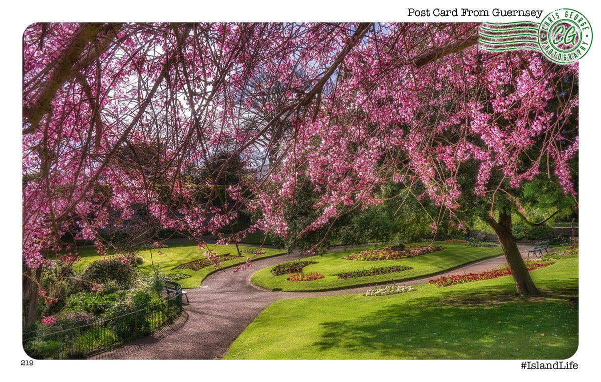 Palm Sunday afternoon, & the blossom is starting to appear in Candie Gardens. I think we can now safely say spring has arrived! #IslandLife Click on this link to see more pictures from Georgie’s Guernsey: ChrisGeorge.dphoto.com/album/4daaes