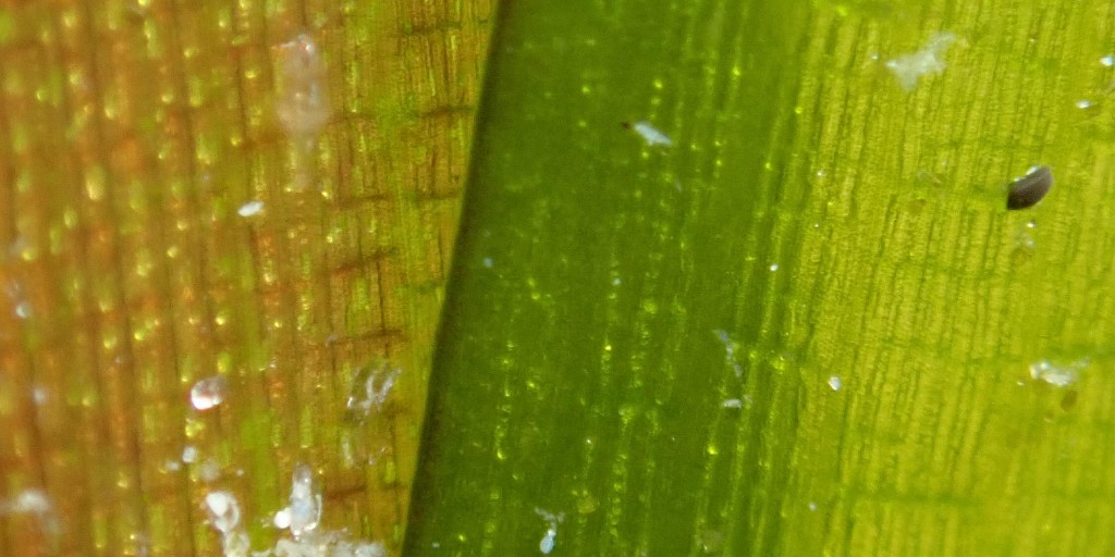 Exciting update! Our turtle grass trial's off to a great start, exploring key factors for seagrass survival. 🌱 Observing promising growth & contrasts in shoots. Stay tuned for more updates! #Seagrass #Research #Ecosystem @savethemanateeclub 🌊