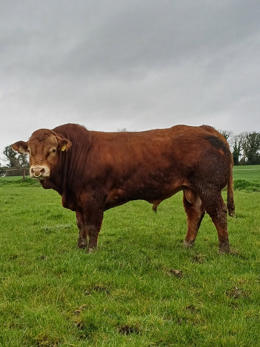 stierney123's tweet photo. Our last remaining 2yo bull from a bunch of 10 bulls, fertility tested ready to work https://t.co/wJaAPtdddB