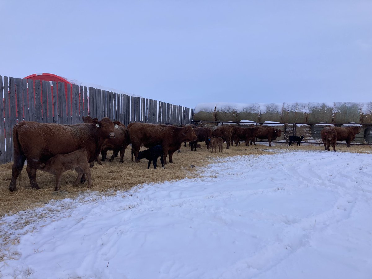 Litefoot68's tweet photo. Twas the night before Christmas, 

The cows were nestled all snug in their beds,�While visions of sugar-plums danced in their heads

F that they say, it was plus 17 a few days ago. WTF Lightfoot. That is what they are thinking NOT visions of sugar plums. https://t.co/wCBY66Cw8C