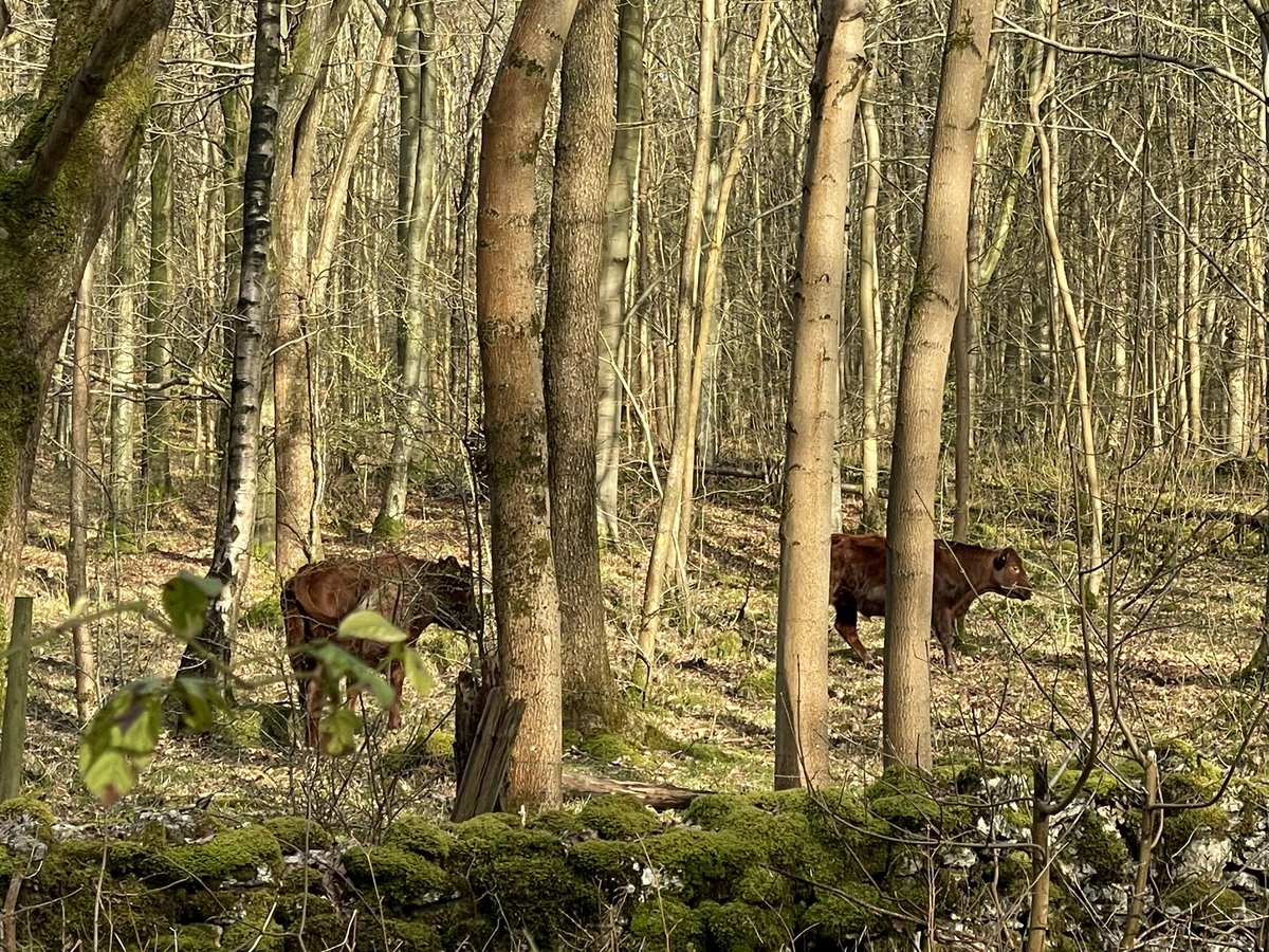 Beautiful cattle roaming the woods next to my Timmy’s wood ❤️