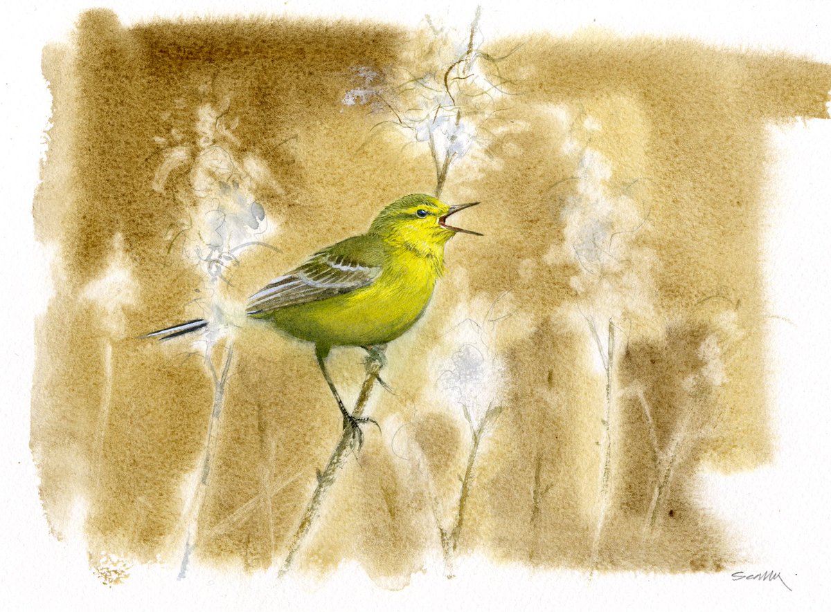 YELLOW WAGTAIL - Won't be long till these beauties arrive on our shores, the first couple arriving on the south coast this week. Watercolour on Arches paper. #birds #birdart #birdartists