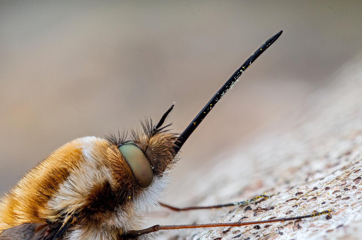 Not just your average fly. A dark-edged bee-fly (Bombylius major). One of the true signs spring is underway and always a welcome sight. That is unless you're a ground-nesting mining bee, in which case it is most unwelcome.