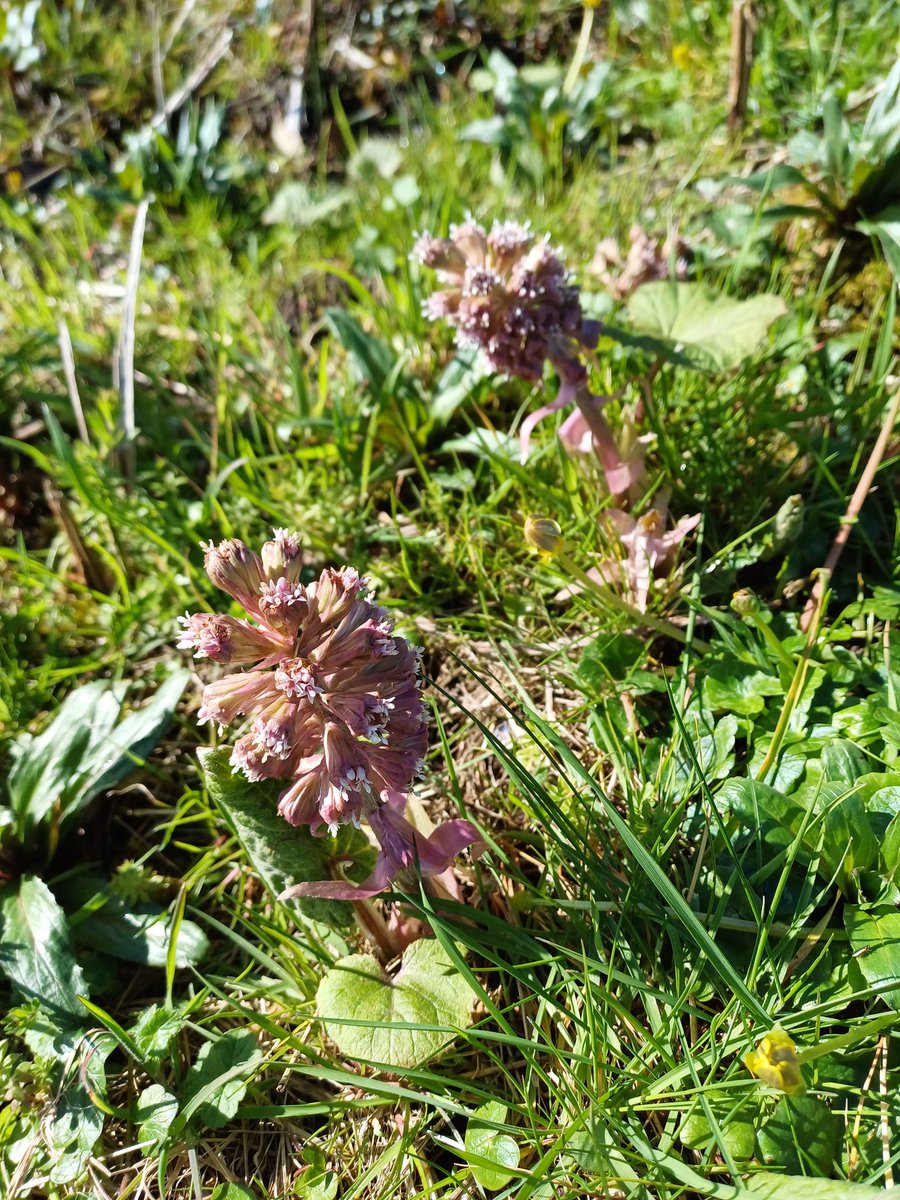 Oh and a mass of Butterbur Petasides hybridus by a Gloucestershire stream #WildFlowerHour