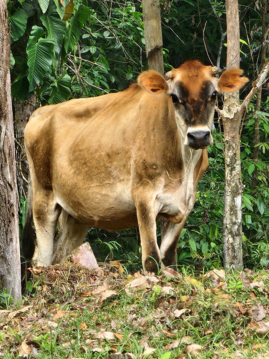 NoolSpark's tweet image. Pregnant Jersey named Ambrosia. Paid for in bitcoin. Delivery paid for on @BitcoinJungleCR