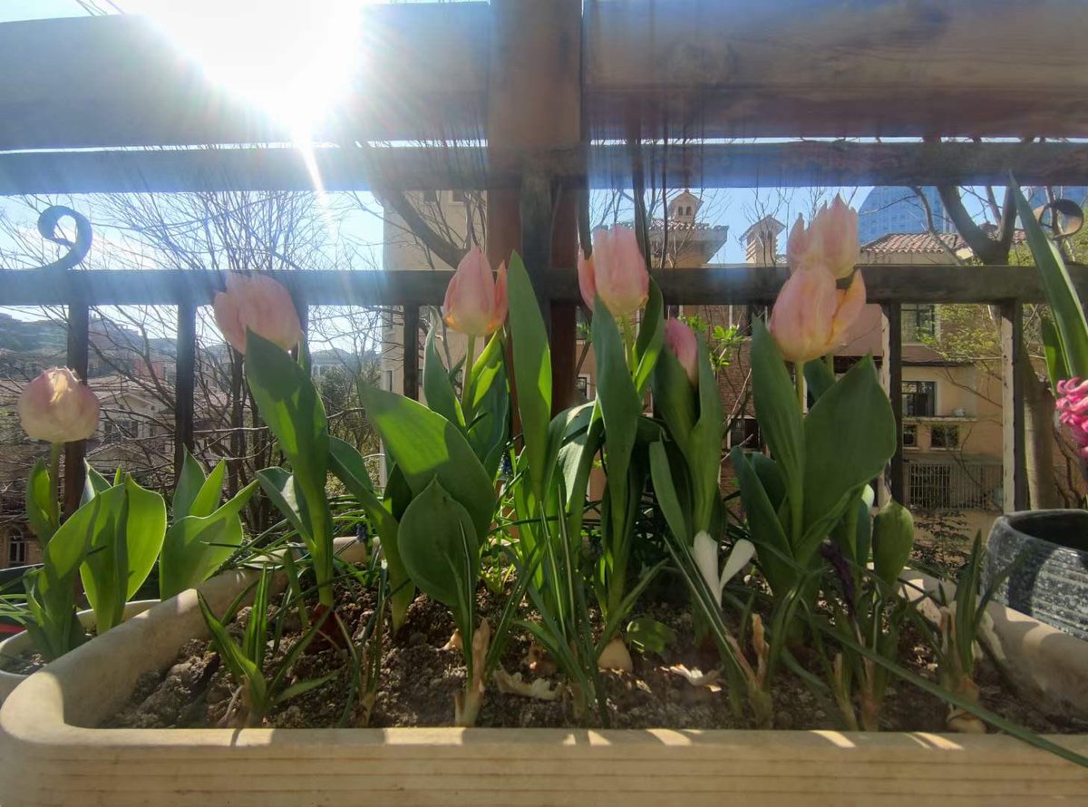 Got the feedback from my Mom , it works :）
🌷🌷🌷🌷