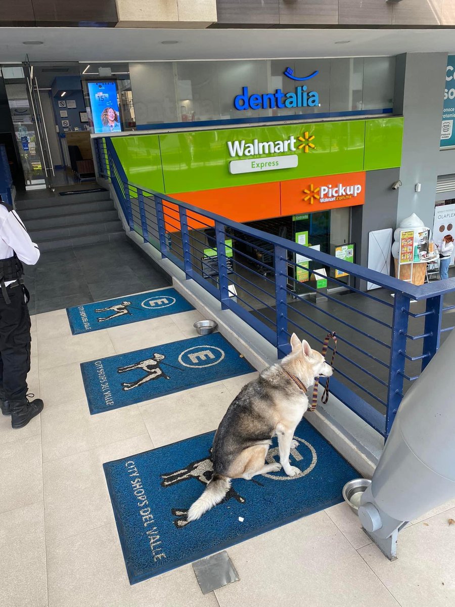 Estacionamiento para perros. 🐕