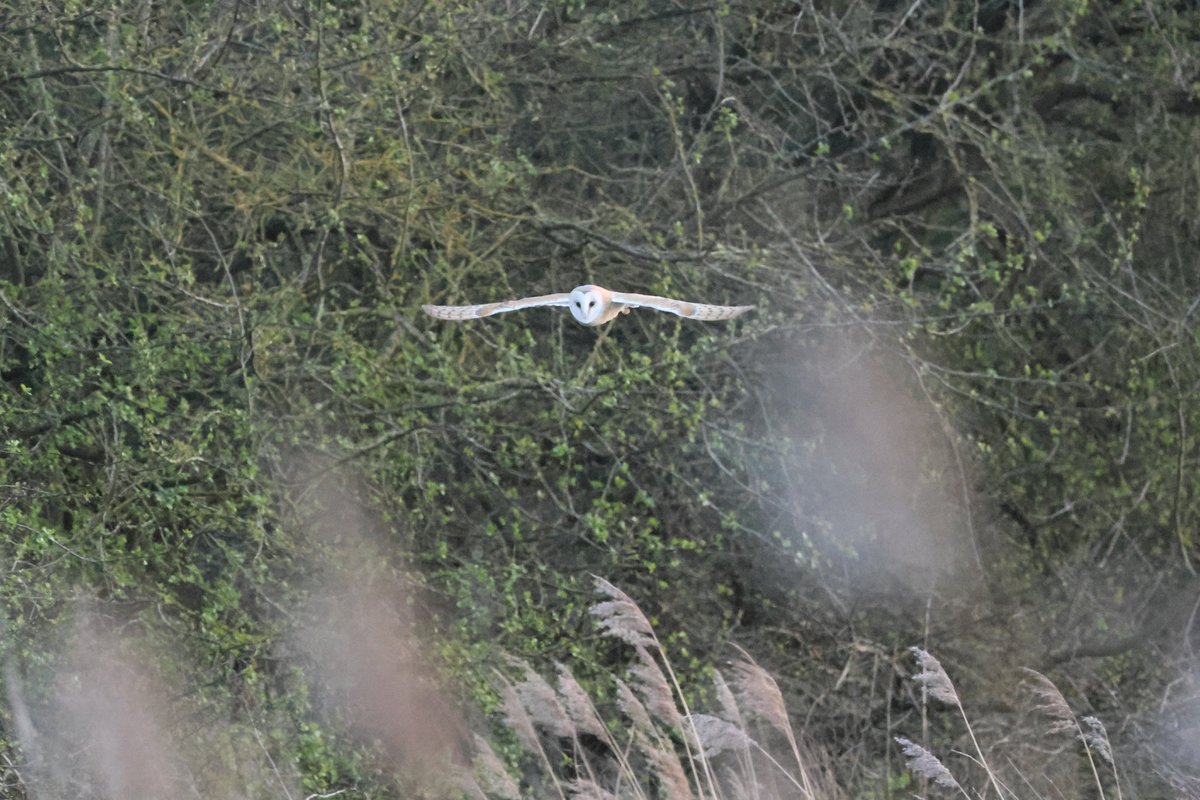 bcbeancounter's tweet image. Twenty minutes in the company of my favourite bird, the Barn Owl. @Natures_Voice #northantsbirds #barnowl