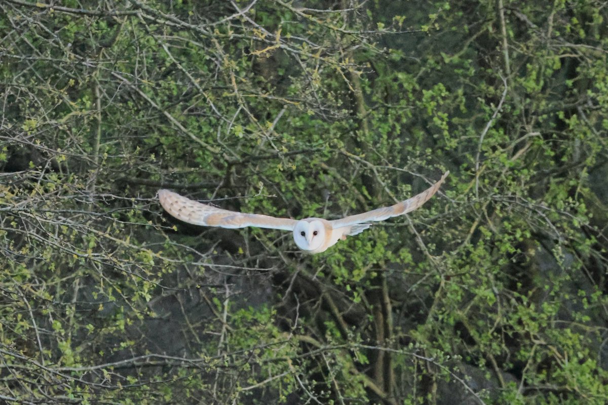 bcbeancounter's tweet image. Twenty minutes in the company of my favourite bird, the Barn Owl. @Natures_Voice #northantsbirds #barnowl